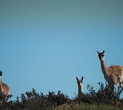 Patagonija &ndash; regionas Pietų Amerikos pietuose, Argentinos ir Čilės teritorijose