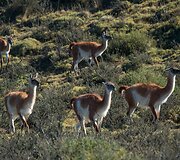 Patagonija &ndash; regionas Pietų Amerikos pietuose, Argentinos ir Čilės teritorijose