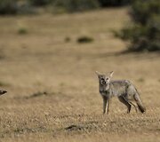 Patagonija &ndash; regionas Pietų Amerikos pietuose, Argentinos ir Čilės teritorijose