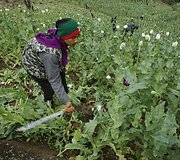 Aktyvistai Mianmare naikina narkotikams nelegaliai auginamas aguonas
