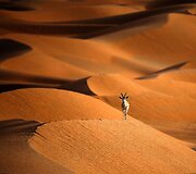 Gazelė Jungtinių Arabų Emyratų dykumoje