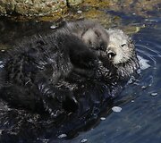 Gyvūnų jaunikliai su savo mamomis
