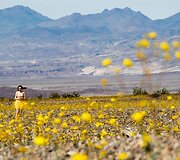 Dėl itin gausaus lietaus pražydo pati sausiausia bei kar&scaron;čiausia vieta &Scaron;iaurės Amerikoje &ndash; Mirties slėnis