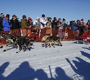 1000 mylių (1600 km) &scaron;unų kinkinių lenktynės Aliaskoje