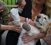 Pietų Korėjoje &scaron;iuk&scaron;lių mai&scaron;e rasta nukankinta kalytė Chi Chi atrado naujus namus Arizonoje.
