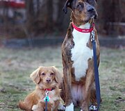 Millie ir Gracie &ndash; geriausios draugės