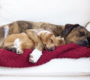Millie ir Gracie &ndash; geriausios draugės