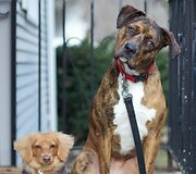 Millie ir Gracie &ndash; geriausios draugės
