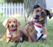 Millie ir Gracie &ndash; geriausios draugės