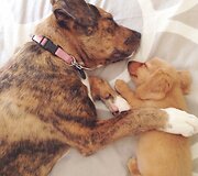 Millie ir Gracie &ndash; geriausios draugės