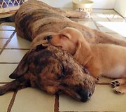 Millie ir Gracie &ndash; geriausios draugės