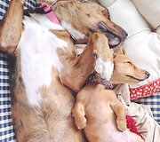 Millie ir Gracie &ndash; geriausios draugės