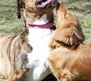 Millie ir Gracie &ndash; geriausios draugės