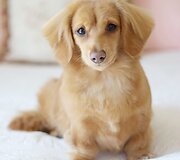 Gracie