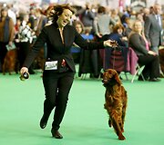 &bdquo;Crufts&ldquo; &scaron;unų paroda Birmingamame