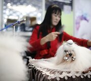 &Scaron;anchajaus naminių gyvūnėlių expo paroda