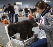&Scaron;anchajaus naminių gyvūnėlių expo paroda