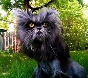 Katei, dėl reto apsigimimo, plaukai nenustoja augti