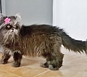 Katei, dėl reto apsigimimo, plaukai nenustoja augti