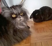 Katei, dėl reto apsigimimo, plaukai nenustoja augti