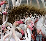 Vieninteliame Dubajaus pelkyne gyvenantys Flamingai