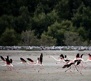 Vieninteliame Dubajaus pelkyne gyvenantys Flamingai