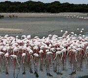 Vieninteliame Dubajaus pelkyne gyvenantys Flamingai