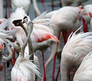 Vieninteliame Dubajaus pelkyne gyvenantys Flamingai