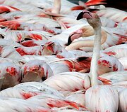 Vieninteliame Dubajaus pelkyne gyvenantys Flamingai