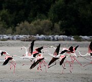 Vieninteliame Dubajaus pelkyne gyvenantys Flamingai
