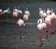 Vieninteliame Dubajaus pelkyne gyvenantys Flamingai