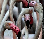 Vieninteliame Dubajaus pelkyne gyvenantys Flamingai