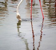 Vieninteliame Dubajaus pelkyne gyvenantys Flamingai