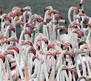 Vieninteliame Dubajaus pelkyne gyvenantys Flamingai