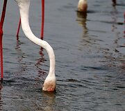 Vieninteliame Dubajaus pelkyne gyvenantys Flamingai