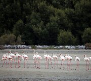 Vieninteliame Dubajaus pelkyne gyvenantys Flamingai