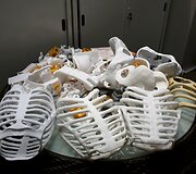 Honkonge Ricky Ma pasigamino Holivudo aktorės i&scaron;vaizdos robotą humanoidą