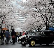 Japonijos klasikinių automobilių festivalis Tokijuje