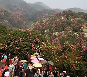 Azalijų sodai Kinijoje