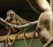 Gibonai Kroatijos zoologijos sode