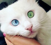 10 tūkst. sekėjų tinkle &bdquo;Instagram&ldquo; turinti katė Alos