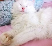 10 tūkst. sekėjų tinkle &bdquo;Instagram&ldquo; turinti katė Alos