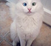 10 tūkst. sekėjų tinkle &bdquo;Instagram&ldquo; turinti katė Alos