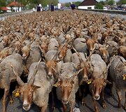 Renginys Vengrijoje žymintis ganymo sezono pradžią 