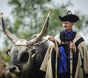Renginys Vengrijoje žymintis ganymo sezono pradžią 