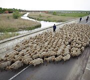 Renginys Vengrijoje žymintis ganymo sezono pradžią 