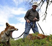 Patsy Gibbonsas rūpinasi dviem i&scaron;gelbėtomis lapėmis Airijoje