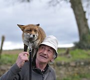 Patsy Gibbonsas rūpinasi dviem i&scaron;gelbėtomis lapėmis Airijoje