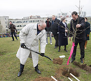 Vilniaus Aleksandro Pu&scaron;kino mokyklos moksleiviai sodino ąžuoliukus