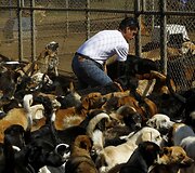Benamių &scaron;unų rojus Kosta Rikoje &ndash; 750 &scaron;unys gyvena 152 hektarų plote, kur jais rūpinasi veterinarai ir savanoriai